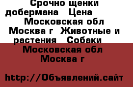 Срочно щенки добермана › Цена ­ 10 000 - Московская обл., Москва г. Животные и растения » Собаки   . Московская обл.,Москва г.